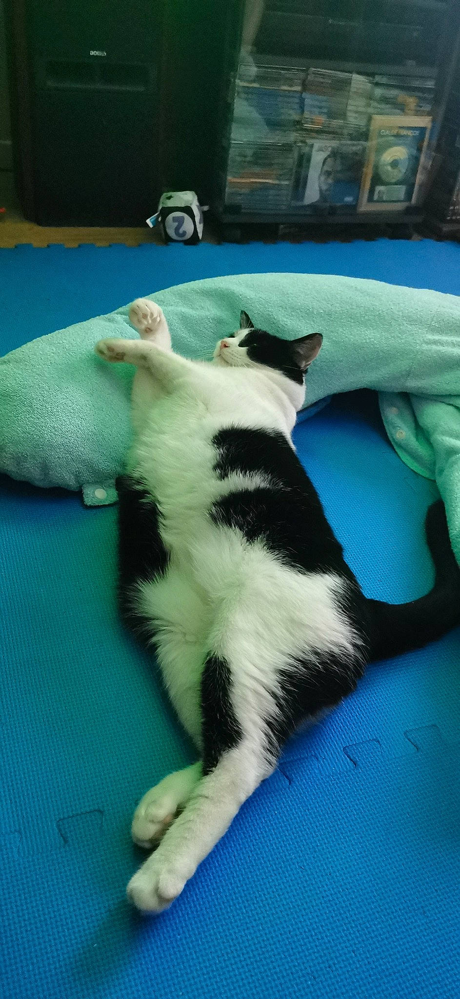 Rocket participe au concours pour gagner de l'argent avec cette photo : carnivore, cat, comfort, companion_dog, dog_breed, domestic_short_haired_cat, felidae, flooring, fur, small_to_medium_sized_cats, tail, terrestrial_animal, whiskers