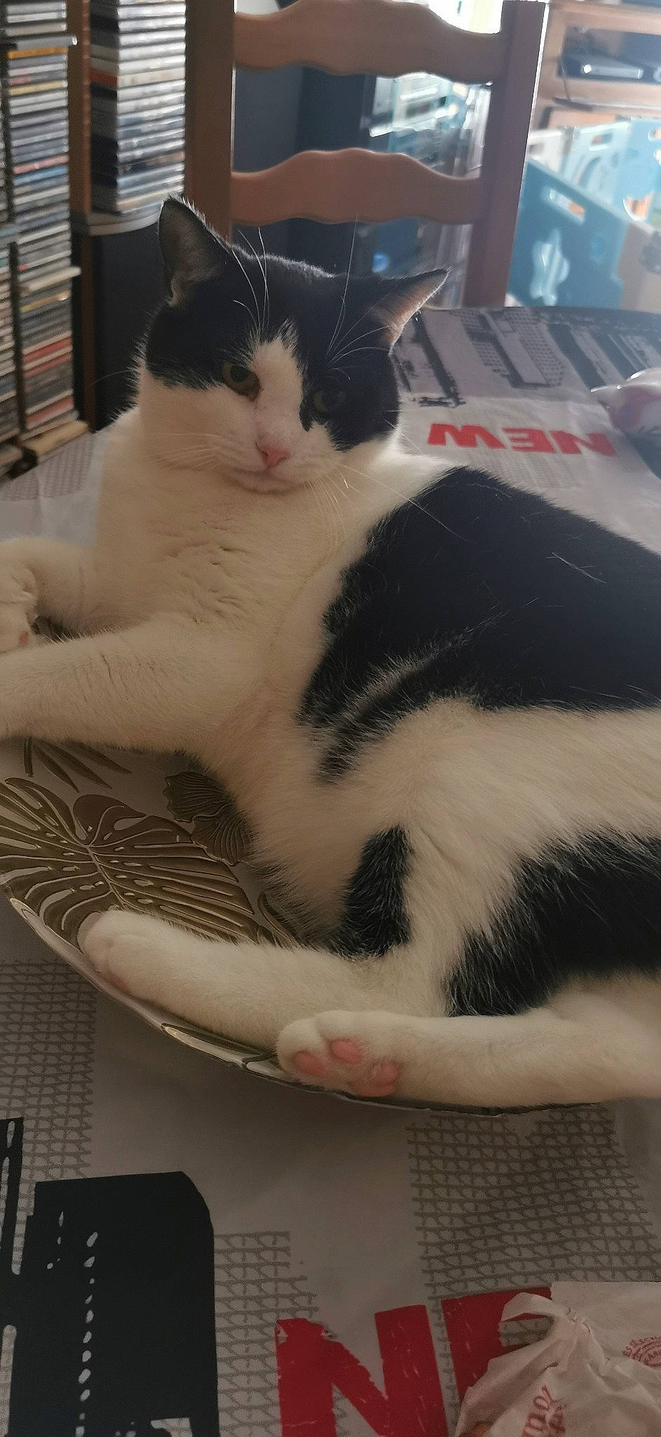 Rocket participe au concours pour gagner de l'argent avec cette photo : carnivore, cat, claw, comfort, domestic_short_haired_cat, felidae, foot, fur, human_leg, paw, sitting, small_to_medium_sized_cats, snout, tail, whiskers, windshield