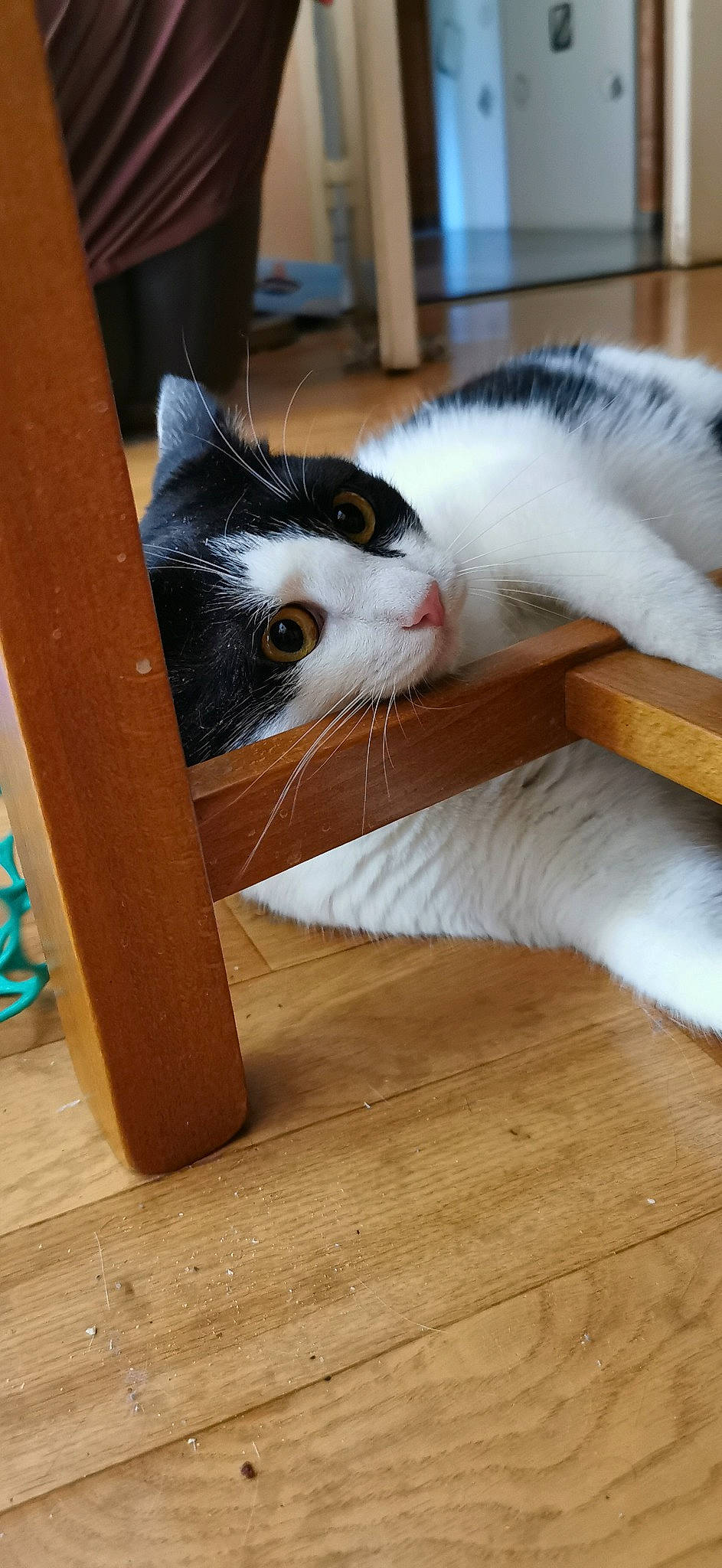 Rocket participe au concours pour gagner de l'argent avec cette photo : box, cardboard, carnivore, cat, comfort, domestic_short_haired_cat, fawn, felidae, flooring, fur, hardwood, packaging_and_labeling, small_to_medium_sized_cats, snout, tail, varnish, vertebrate, whiskers, wood, wood_stain