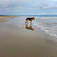 Kaya participe au concours pour gagner de l'argent avec cette photo : animal, beach, canine, cloudy_sky, coastline, collar, dog, german_shepherd, nature, ocean, outdoor, pet, reflection, sand, sea, shore, sky, water, waves, wet_sand