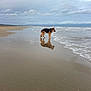 animal, beach, canine, cloudy_sky, coastline, collar, dog, german_shepherd, nature, ocean, outdoor, pet, reflection, sand, sea, shore, sky, water, waves, wet_sand