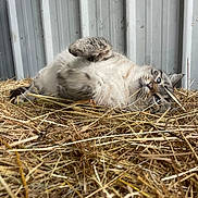 Chipouille participe au concours pour gagner de l'argent avec cette photo : animal, barn, barnyard, cat, cozy, cute, feline, fur, hay, indoor, lying_down, metal_wall, paw, pet, playful, relaxed, resting, sleepy, striped, whiskers