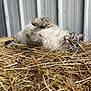 animal, barn, barnyard, cat, cozy, cute, feline, fur, hay, indoor, lying_down, metal_wall, paw, pet, playful, relaxed, resting, sleepy, striped, whiskers