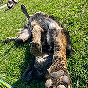 Patate participe au concours pour gagner de l'argent avec cette photo : animal, background, canine, close_up, daytime, dog, field, fun, grass, greenery, lying_down, muddy, nature, outdoor, paw, pet, playful, relaxed, summer, sunny