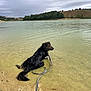 Patate a rejoint le concours — aidez-le/la à gagner de superbes lots ! animal, calm, canine, cloudy_sky, daytime, dog, hill, lake, landscape, leash, nature, outdoor, pet, quiet, relaxing, rural, sand, scenic, shore, water