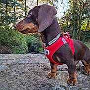 Archibald a rejoint le concours — aidez-le/la à gagner de superbes lots ! dog, dachshund, pet, red_harness, sparkly_collar, tag, rock, paws, brown_coat, short_legs, profile, outdoor, forest, trees, nature, closeup, portrait, bushes, sunlight, bokeh