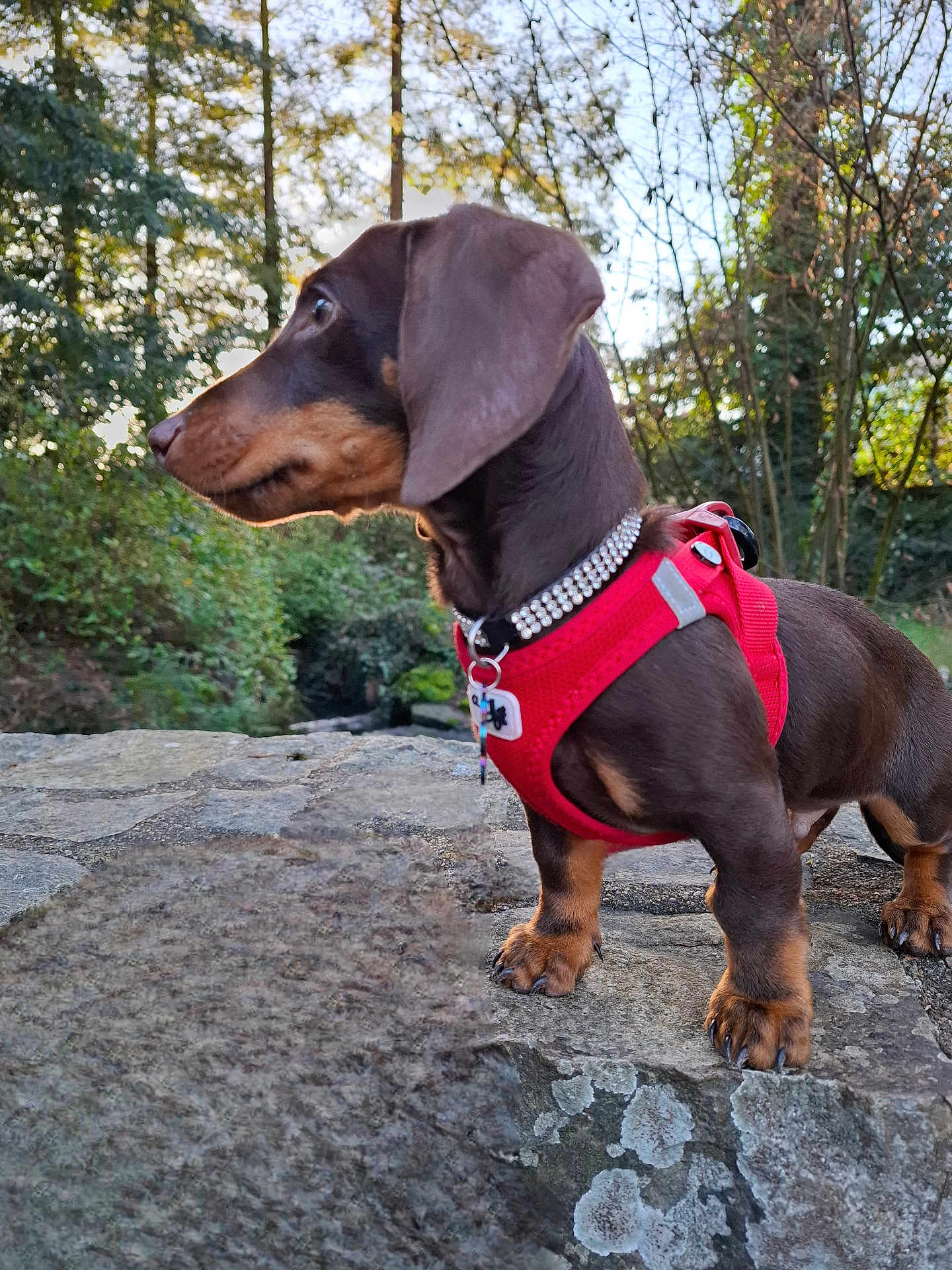 Archibald a rejoint le concours — aidez-le/la à gagner de superbes lots ! dog, dachshund, pet, red_harness, sparkly_collar, tag, rock, paws, brown_coat, short_legs, profile, outdoor, forest, trees, nature, closeup, portrait, bushes, sunlight, bokeh
