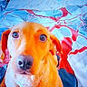 Belle participe au concours pour gagner de l'argent avec cette photo : dog, bed, pillow, blanket, indoor, pet, animal, looking_up, brown_dog, fur, cute, face, ears, nose, eyes, canine, domestic, resting, home, sleeping_area