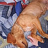 dog, brown_dog, blanket, hand, indoor, resting, pet, animal, bed, comfort, sleeping, human_hand, fur, canine, relaxation, domestic_animal, cozy, touch, friendship, companionship