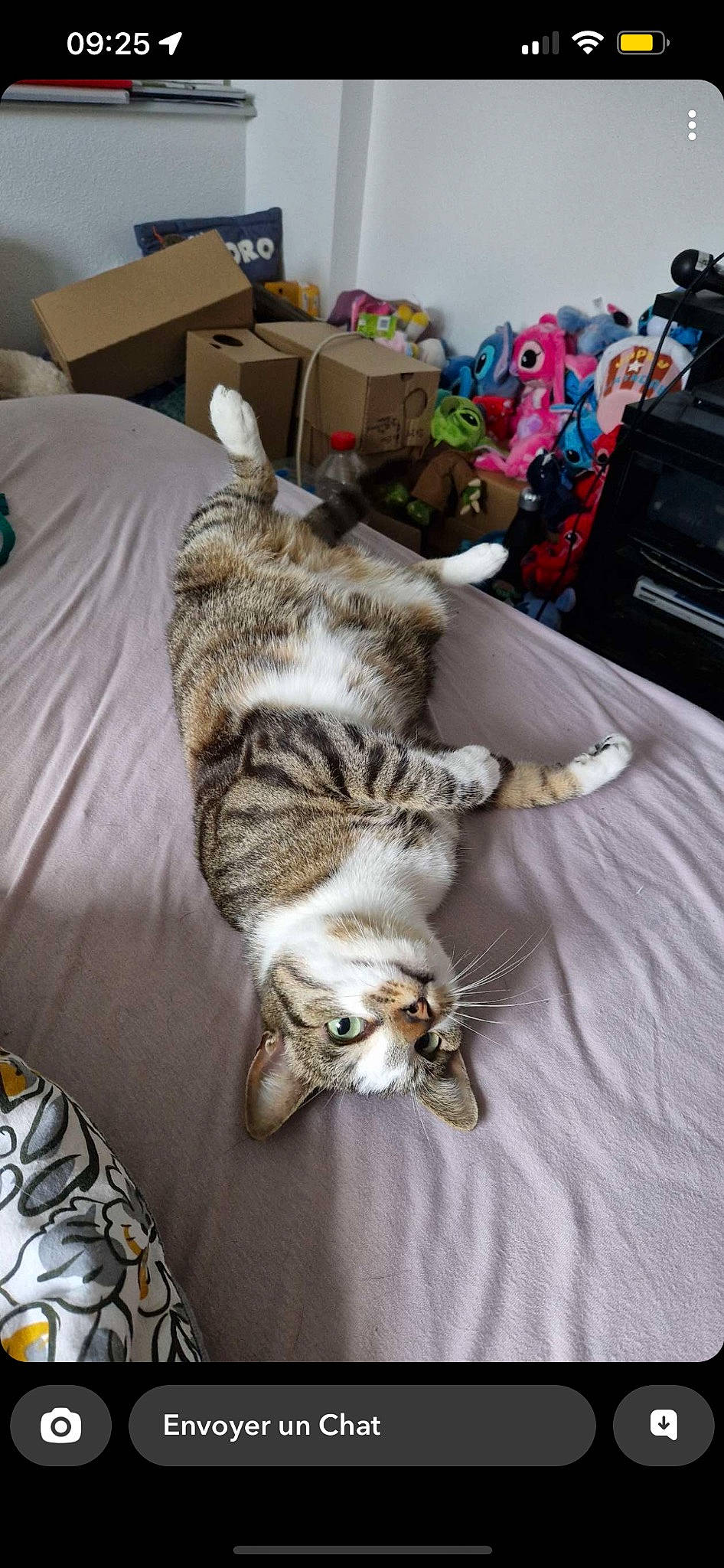 Pilepoil a rejoint le concours — aidez-le/la à gagner de superbes lots ! bag, bed, bed_sheet, bedding, bedroom, carnivore, cat, comfort, domestic_short_haired_cat, duvet, felidae, fur, linens, luggage_and_bags, paw, room, small_to_medium_sized_cats, tail, textile, whiskers