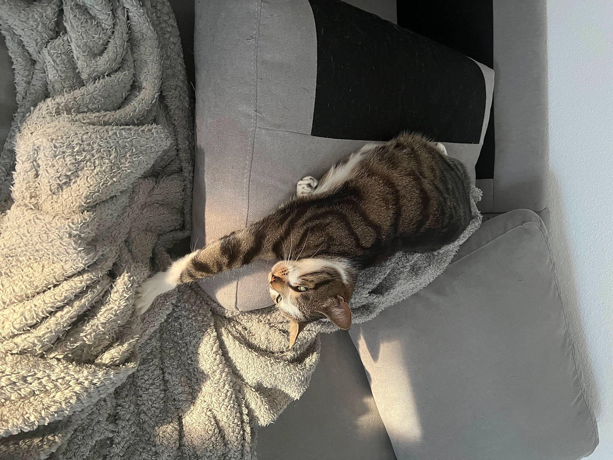 Pilepoil participe au concours pour gagner de l'argent avec cette photo : carnivore, cat, comfort, couch, domestic_short_haired_cat, felidae, fur, grey, linens, monochrome, monochrome_photography, pattern, room, rope, shadow, small_to_medium_sized_cats, tail, whiskers, window, wood