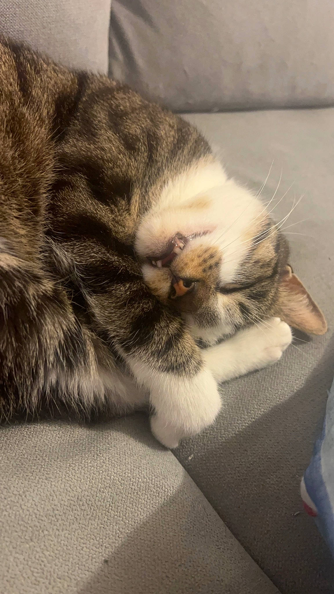 Pilepoil participe au concours pour gagner de l'argent avec cette photo : carnivore, cat, claw, comfort, domestic_short_haired_cat, felidae, flooring, fur, grey, metal, nap, paw, sleep, small_to_medium_sized_cats, snout, tail, whiskers, wood