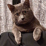 Tigri participe au concours pour gagner de l'argent avec cette photo : animal, cat, chair, closeup, curious, curtains, cute, domestic_animal, eyes, feline, fur, gray_cat, indoor, looking, mammal, paws, perched, pet, portrait, whiskers