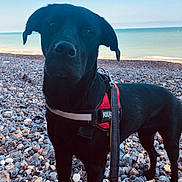 Fidjy participe au concours pour gagner de l'argent avec cette photo : dog, black_dog, harness, leash, beach, rocky_beach, sea, water, sky, outdoor, animal, pet, canine, standing, nature, daylight, calm, vacation, adventure, walking
