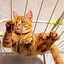 Simba a rejoint le concours — aidez-le/la à gagner de superbes lots ! cat, ginger_cat, pet, animal, feline, paw, claws, metal_bars, rack, indoor, curious, cute, funny, orange_fur, whiskers, ears, tail, climbing, resting, domestic_cat