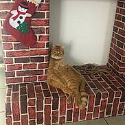 Simba participe au concours pour gagner de l'argent avec cette photo : cat, orange_tabby, fireplace, faux_brick, stocking, snowman, holiday, christmas, decor, indoor, tile_floor, relaxed, pet, animal, feline, resting, casual, cozy, cute, looking_at_camera