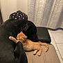 Simba a rejoint le concours — aidez-le/la à gagner de superbes lots ! dog, cat, cuddling, couch, kitten, pet, sleeping, black_dog, orange_cat, indoor, curtains, polka_dot, tile_floor, resting, animal, friendship, cozy, fur, companion, home