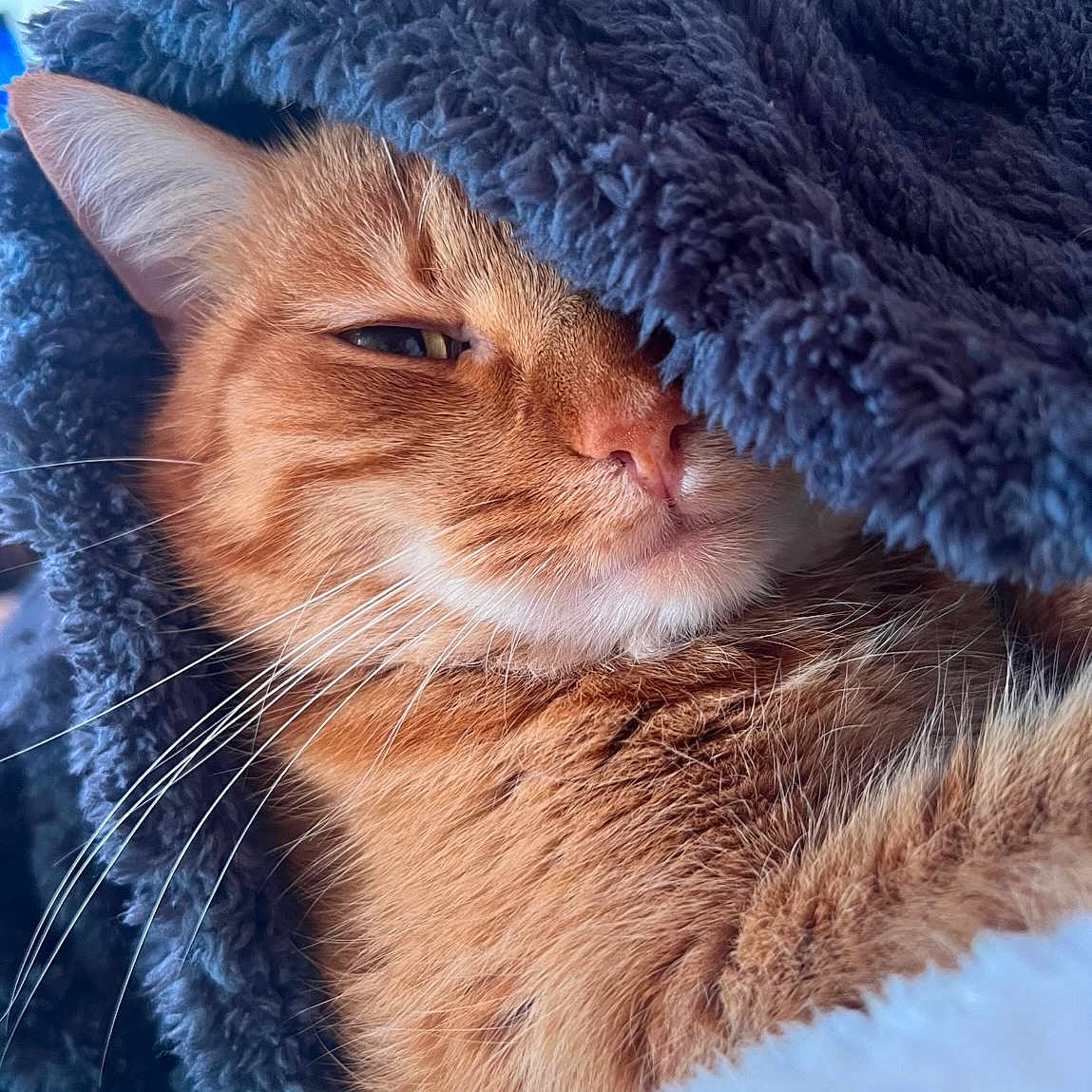 Simba participe au concours pour gagner de l'argent avec cette photo : animal, blanket, cat, close_up, comfort, cozy, cute, domestic_cat, feline, fur, ginger_cat, indoor, nap, pet, relaxation, resting, sleepy, soft_texture, warm, whiskers