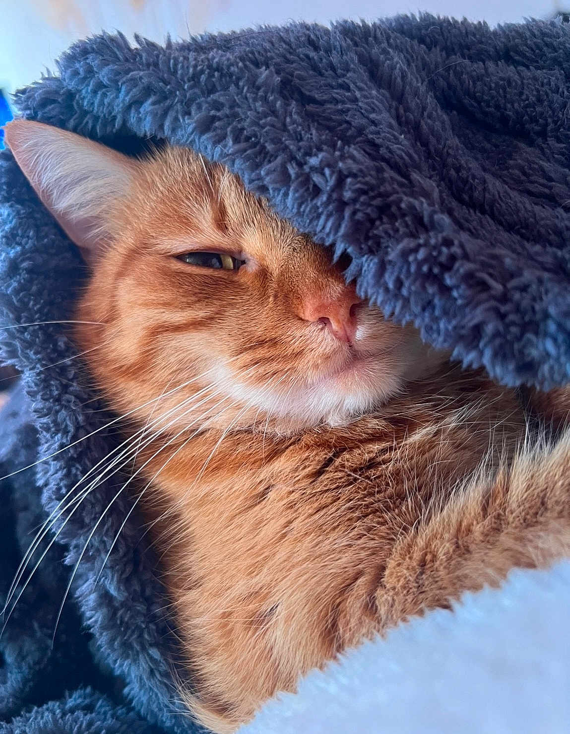 Simba participe au concours pour gagner de l'argent avec cette photo : cat, ginger_cat, pet, animal, feline, fur, whiskers, blanket, cozy, nap, sleepy, indoor, close_up, soft_texture, comfort, relaxation, cute, warm, resting, domestic_cat
