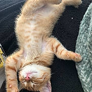 Simba a rejoint le concours — aidez-le/la à gagner de superbes lots ! animal, black_blanket, cat, cozy, cute, feline, fur, green_blanket, indoor, kitten, orange_tabby, paws, pet, pink_nose, relaxed, resting, sleeping, soft, stretching, whiskers