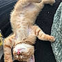 kitten, cat, orange_tabby, sleeping, paws, stretching, fur, whiskers, pink_nose, cozy, black_blanket, green_blanket, indoor, cute, relaxed, animal, pet, feline, resting, soft