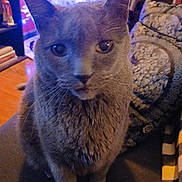 Mr Bazil is registered to the contest to win money with this photo: cat, gray_cat, indoor, close_up, feline, pet, cozy, blanket, pattern, christmas_tree, lights, home, fur, whiskers, ears, eyes, floor, furniture, soft_lighting, portrait