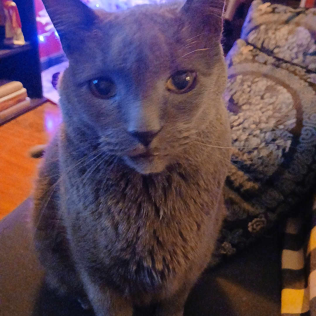 Mr Bazil is registered to the contest to win money with this photo: blanket, cat, christmas_tree, close_up, cozy, ears, eyes, feline, floor, fur, furniture, gray_cat, home, indoor, lights, pattern, pet, portrait, soft_lighting, whiskers