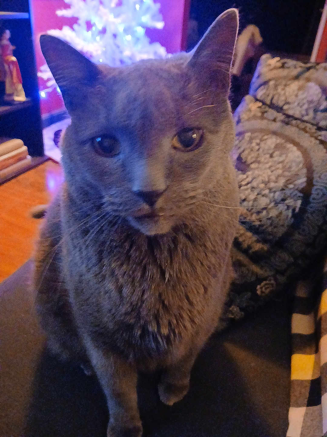 Mr Bazil is registered to the contest to win money with this photo: cat, gray_cat, indoor, close_up, feline, pet, cozy, blanket, pattern, christmas_tree, lights, home, fur, whiskers, ears, eyes, floor, furniture, soft_lighting, portrait