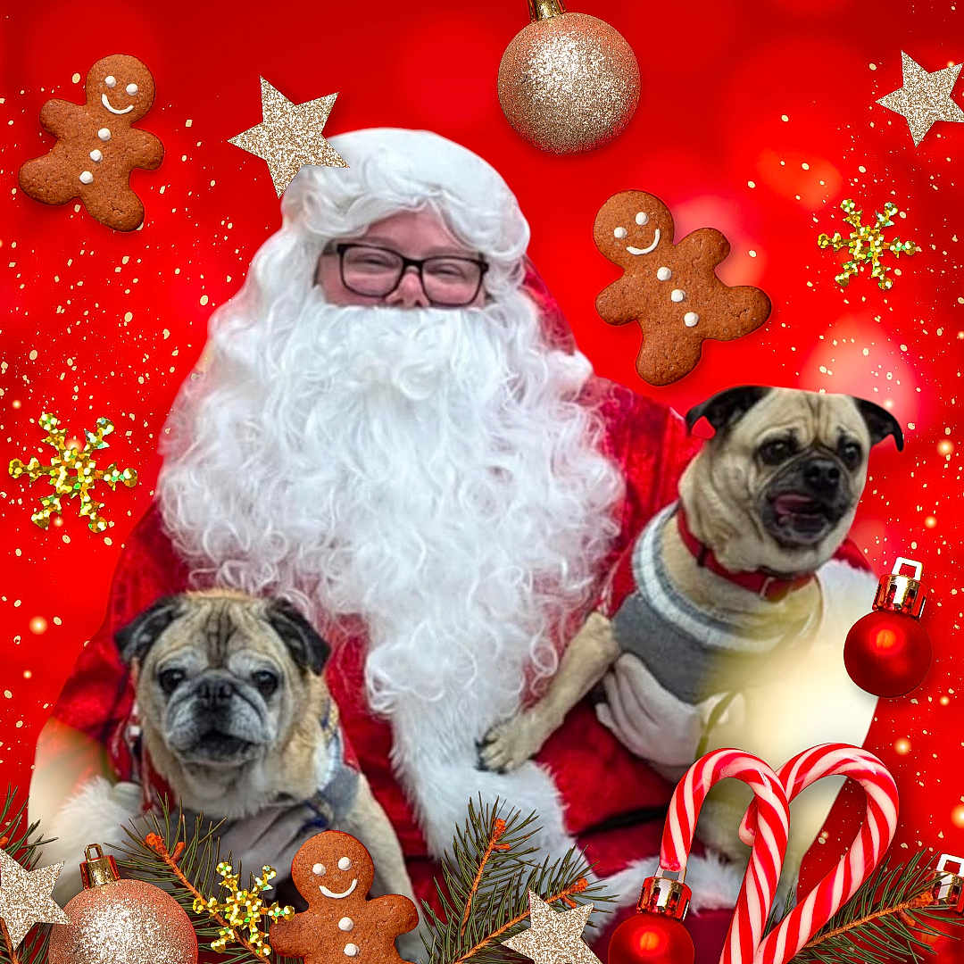 Dempsey And Daisy joined the competition — help win amazing prizes! santa_claus, dog, pug, christmas, gingerbread_man, candy_cane, ornament, holiday, festive, red_background, pine_branch, smiling, glasses, beard, costume, celebration, decoration, portrait, cute, winter