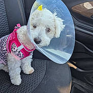 Dotty is registered to the contest to win money with this photo: dog, white_dog, cone, pet, car_interior, car_seat, harness, pink_harness, leopard_print, cute, fluffy, small_dog, animal, vehicle, seatbelt, looking, indoor, companion, waiting, injured