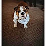 adult, animal, bostonbull, boxer, bulldog, canine, computerhardware, dog, electronics, frenchbulldog, hardware, male, man, monitor, person, pet, pitbull, puppy, screen, text