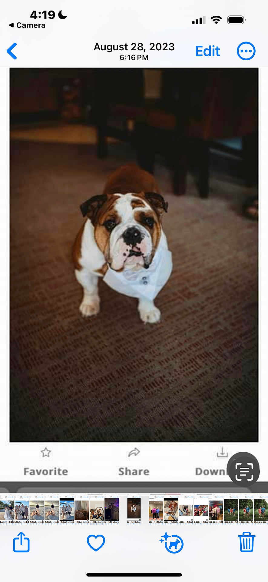 Chunk is registered to the contest to win money with this photo: adult, animal, bostonbull, boxer, bulldog, canine, computerhardware, dog, electronics, frenchbulldog, hardware, male, man, monitor, person, pet, pitbull, puppy, screen, text
