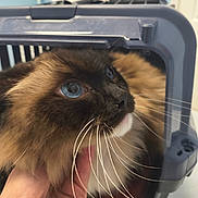 Apollo is registered to the contest to win money with this photo: cat, blue_eyes, whiskers, pet_carrier, hand, fluffy, indoor, close_up, animal, feline, curious, soft_focus, brown_fur, black_fur, white_fur, portrait, domestic_animal, gentle, cute, looking_up
