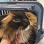 cat, blue_eyes, whiskers, pet_carrier, hand, fluffy, indoor, close_up, animal, feline, curious, soft_focus, brown_fur, black_fur, white_fur, portrait, domestic_animal, gentle, cute, looking_up