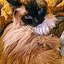 Apollo is registered to the contest to win money with this photo: cat, fluffy, blue_eyes, fur, pet, animal, cozy, blanket, close_up, portrait, indoor, relaxed, feline, whiskers, cute, soft, warm_colors, resting, domestic_animal, sleepy