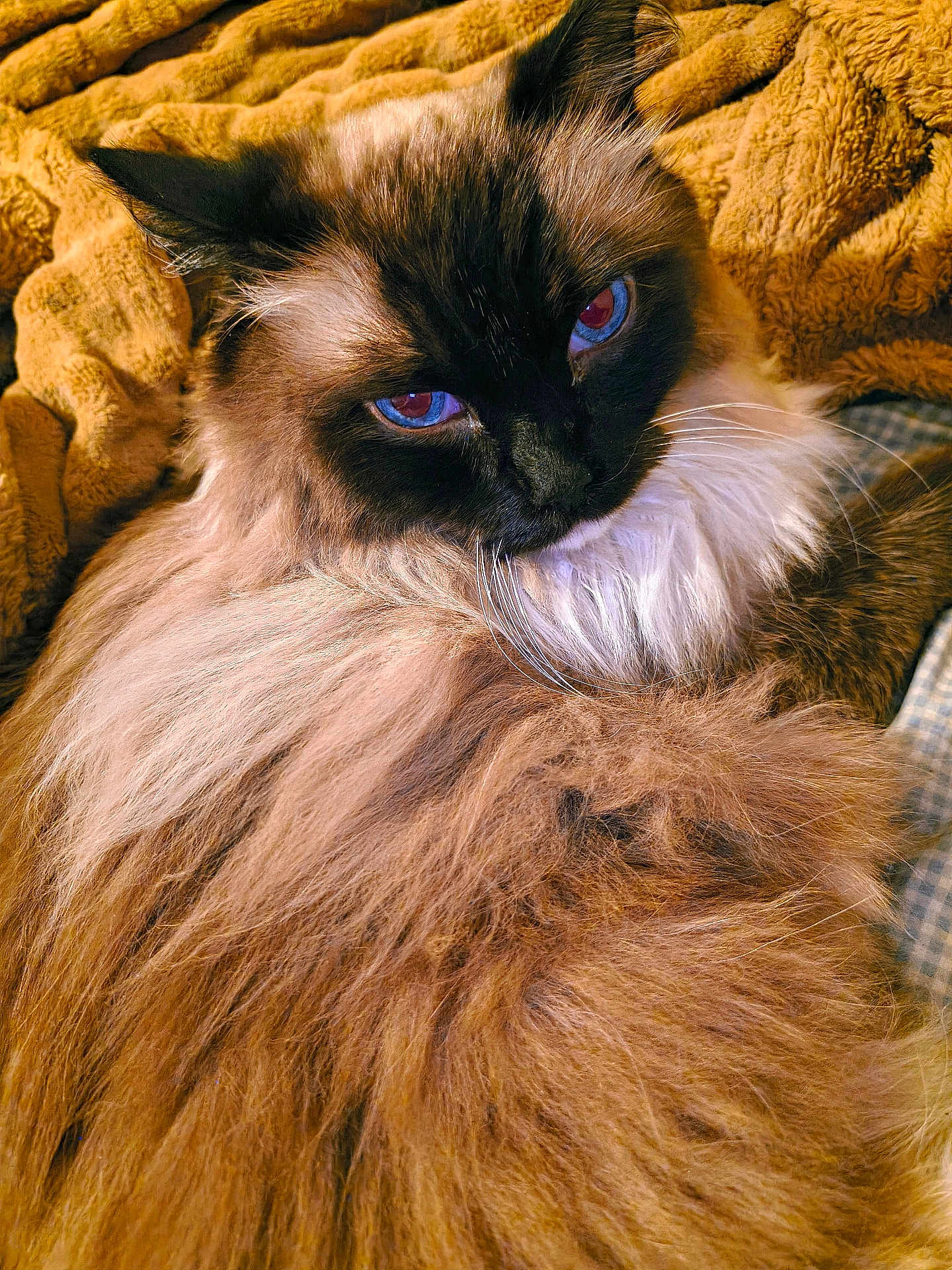 Apollo