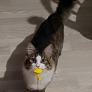 Obi-Wan participe au concours pour gagner de l'argent avec cette photo : cat, balloon, floor, pet, animal, indoor, tabby_cat, white_paws, fluffy_tail, curious, looking_up, domestic_cat, playful, shadow, wide_eyes, whiskers, ears, feline, cute, standing