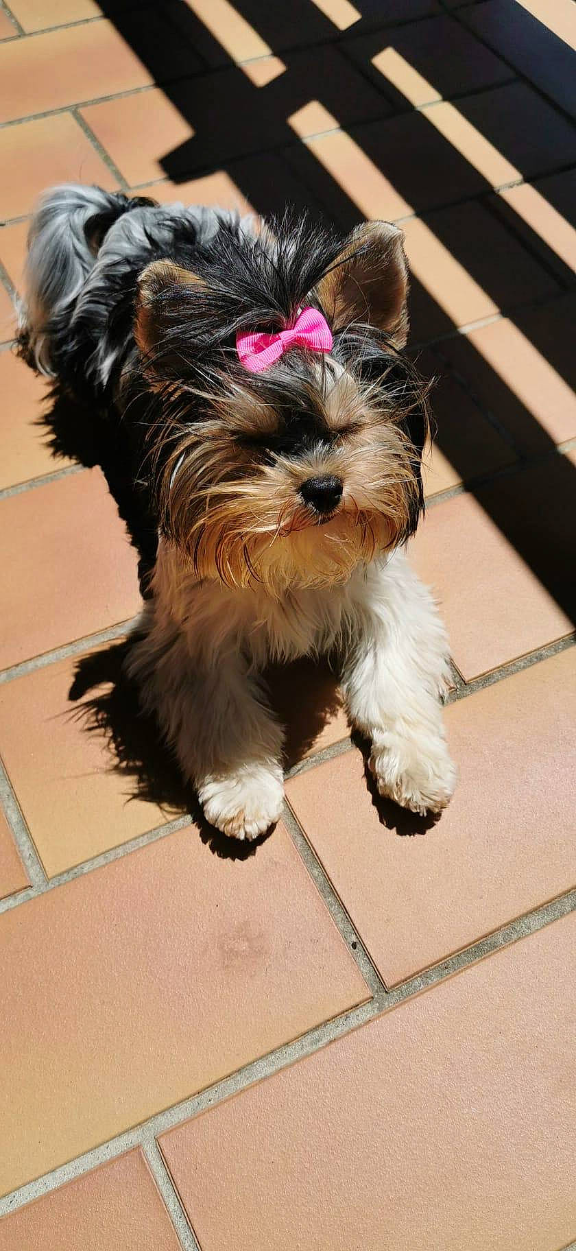 Shiba participe au concours pour gagner de l'argent avec cette photo : biewer_terrier, canidae, carnivore, companion_dog, dog, dog_breed, dog_supply, flooring, fur, schnauzer, small_terrier, snout, sporting_group, standard_schnauzer, terrier, toy_dog, working_animal