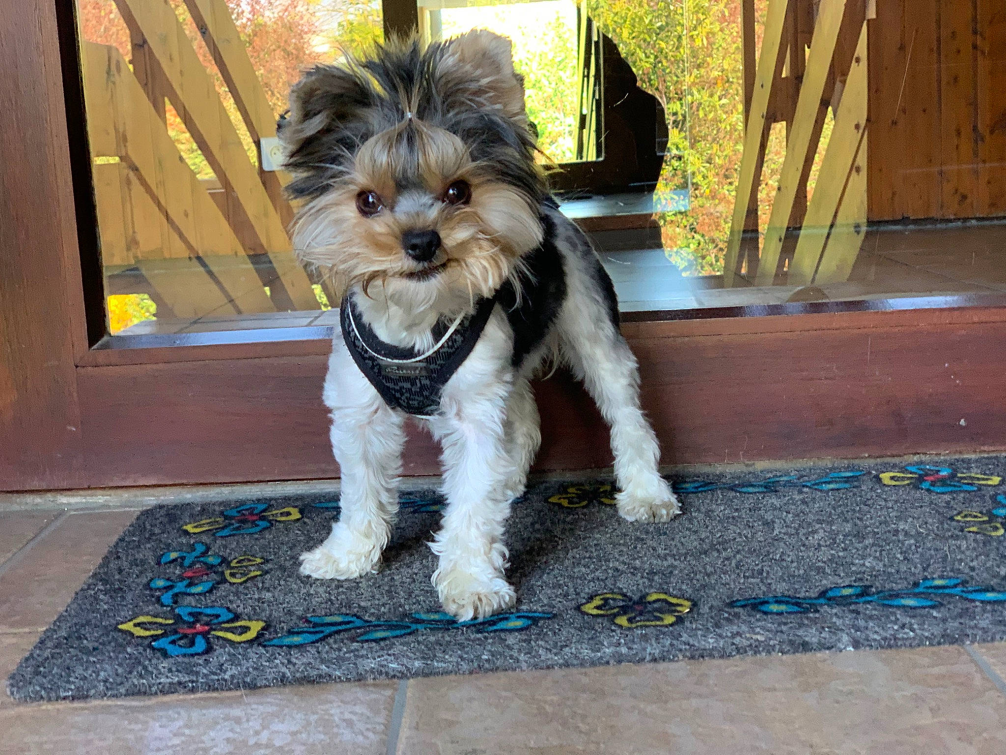 Shiba a rejoint le concours — aidez-le/la à gagner de superbes lots ! carnivore, collar, companion_dog, dog, dog_breed, dog_clothes, dog_collar, dog_supply, fawn, flooring, fur, leash, schnauzer, small_terrier, snout, sporting_group, tail, terrier, toy_dog, working_animal