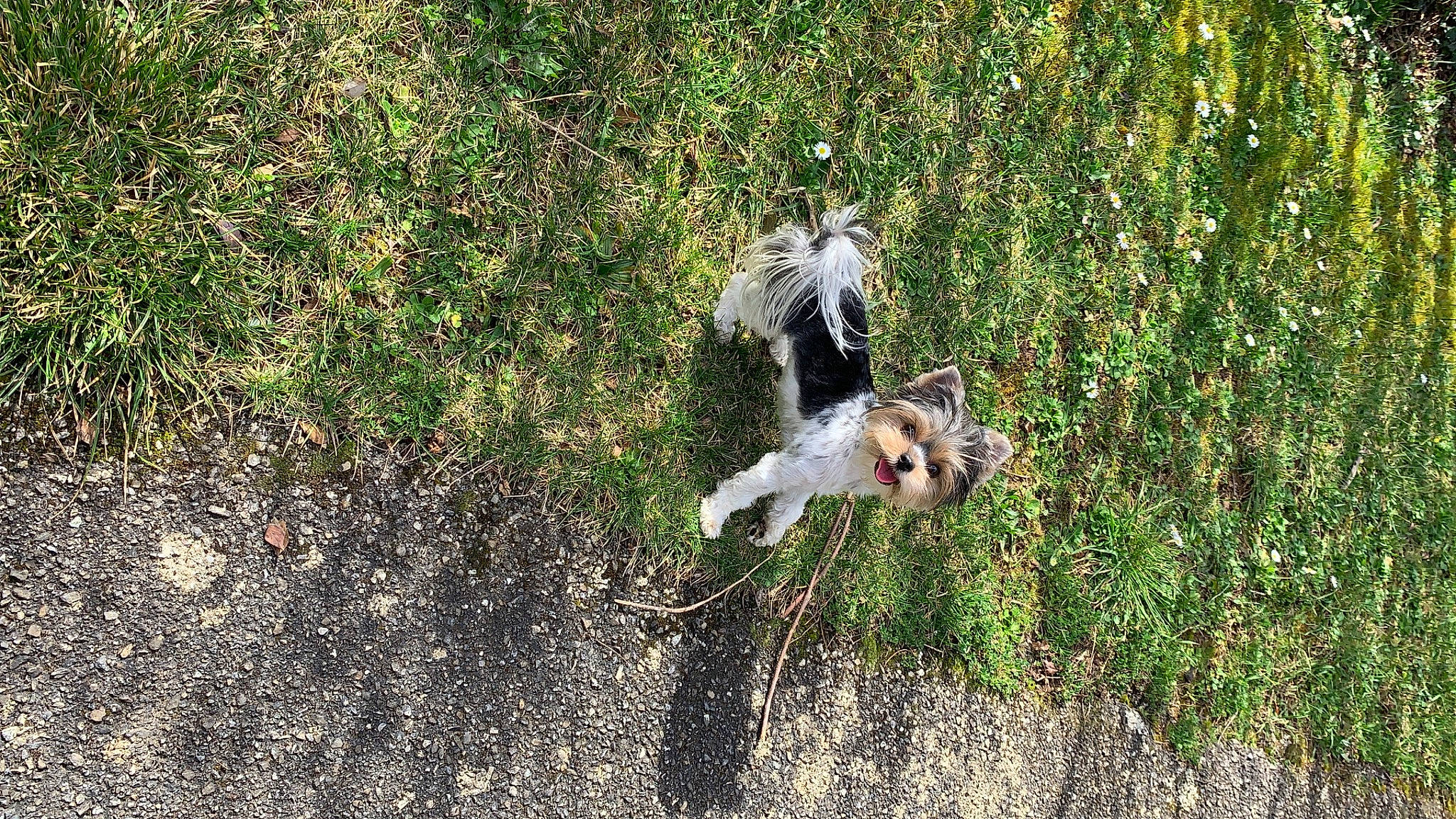 Shiba participe au concours pour gagner de l'argent avec cette photo : beak, bird_of_prey, canidae, carnivore, companion_dog, corn_on_the_cob, dog, dog_breed, fawn, feather, grass, pasture, plant, soil, sporting_group, tail, terrestrial_animal, terrier, wildlife, wing