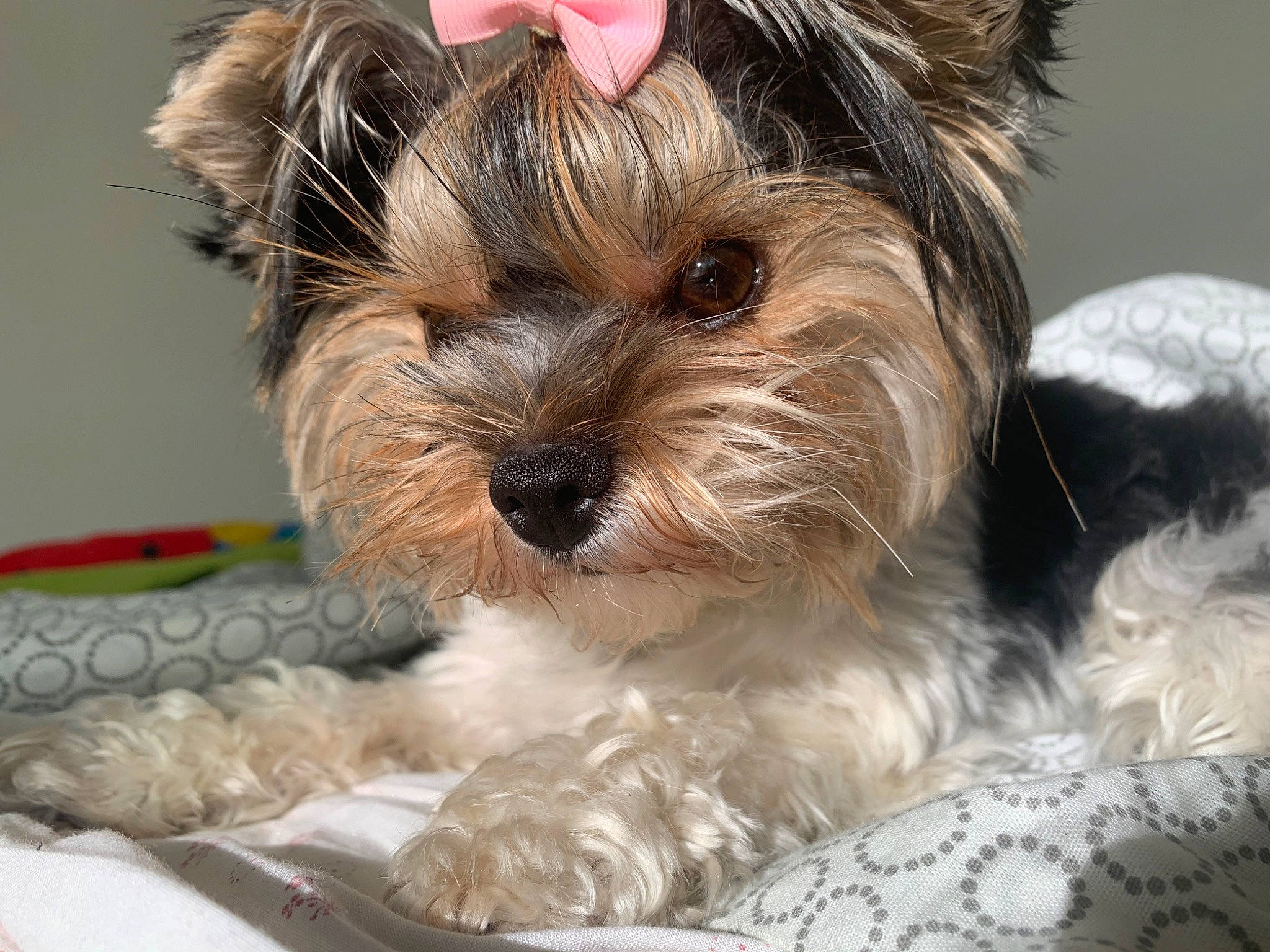 Shiba a rejoint le concours — aidez-le/la à gagner de superbes lots ! biewer_terrier, canidae, carnivore, companion_dog, dog, dog_breed, dog_supply, fur, liver, maltepoo, non_sporting_group, shih_poo, small_terrier, snout, sporting_group, terrestrial_animal, terrier, toy_dog, working_animal, yorkipoo