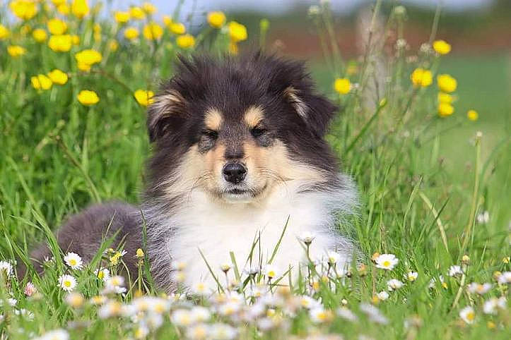 Under a rejoint le concours — aidez-le/la à gagner de superbes lots ! border_collie, canidae, carnivore, collie, companion_dog, dog, dog_breed, flower, fur, grass, herding_dog, nature, people_in_nature, plant, snout, sporting_group, spring, terrestrial_animal, working_animal, yellow