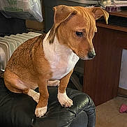 Precious joined the competition — help win amazing prizes! brown, cluttered_background, cozy, dog, ears, floor, fur, heater, household, indoor, leather_chair, looking_down, paw, pet, plastic_bag, sitting, small_dog, thoughtful, white, wooden_desk