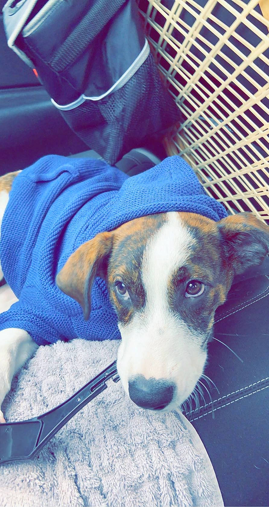 Kai joined the competition — help win amazing prizes! canidae, carnivore, circle, companion_dog, dog, dog_breed, electric_blue, fashion_accessory, fur, mesh, metal, pet_supply, puppy, snout, sporting_group, square, street_dog, whiskers, working_animal