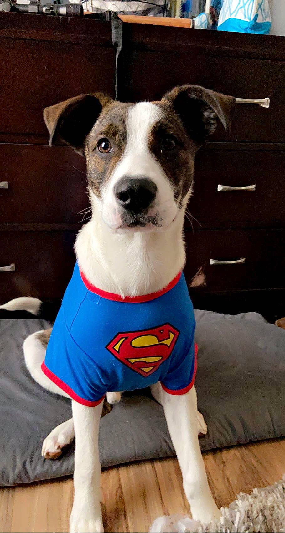 Kai is registered to the contest to win money with this photo: bow_tie, canidae, carnivore, collar, companion_dog, costume, dog, dog_breed, dog_clothes, dog_collar, dog_supply, fawn, pet_supply, sleeve, snout, sportswear, t_shirt, thigh, whiskers, working_animal