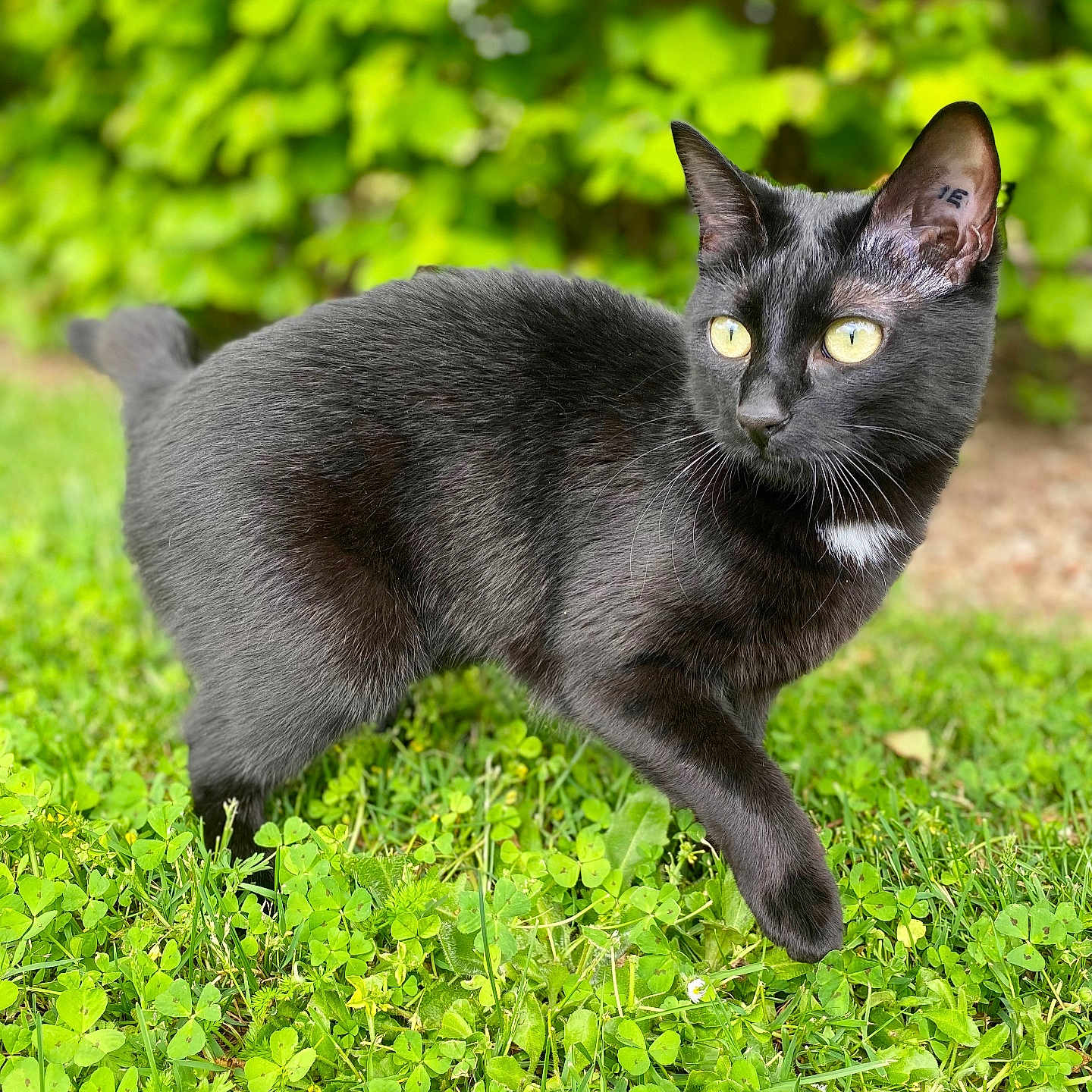 Salem a rejoint le concours — aidez-le/la à gagner de superbes lots ! animal, black_cat, blurred_background, cat, close_up, clover, ear, feline, fur, grass, greenery, leaf, mammal, nature, outdoor, pet, side_view, walking, whiskers, yellow_eyes