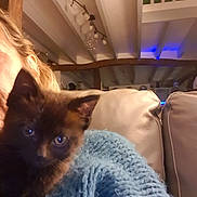 Birdie a rejoint le concours — aidez-le/la à gagner de superbes lots ! kitten, cat, black_cat, person, shoulder, blue_sweater, indoor, cozy, couch, wood_beam, warm_lighting, curious, pet, feline, close_up, home, living_room, animal, cute, soft_texture