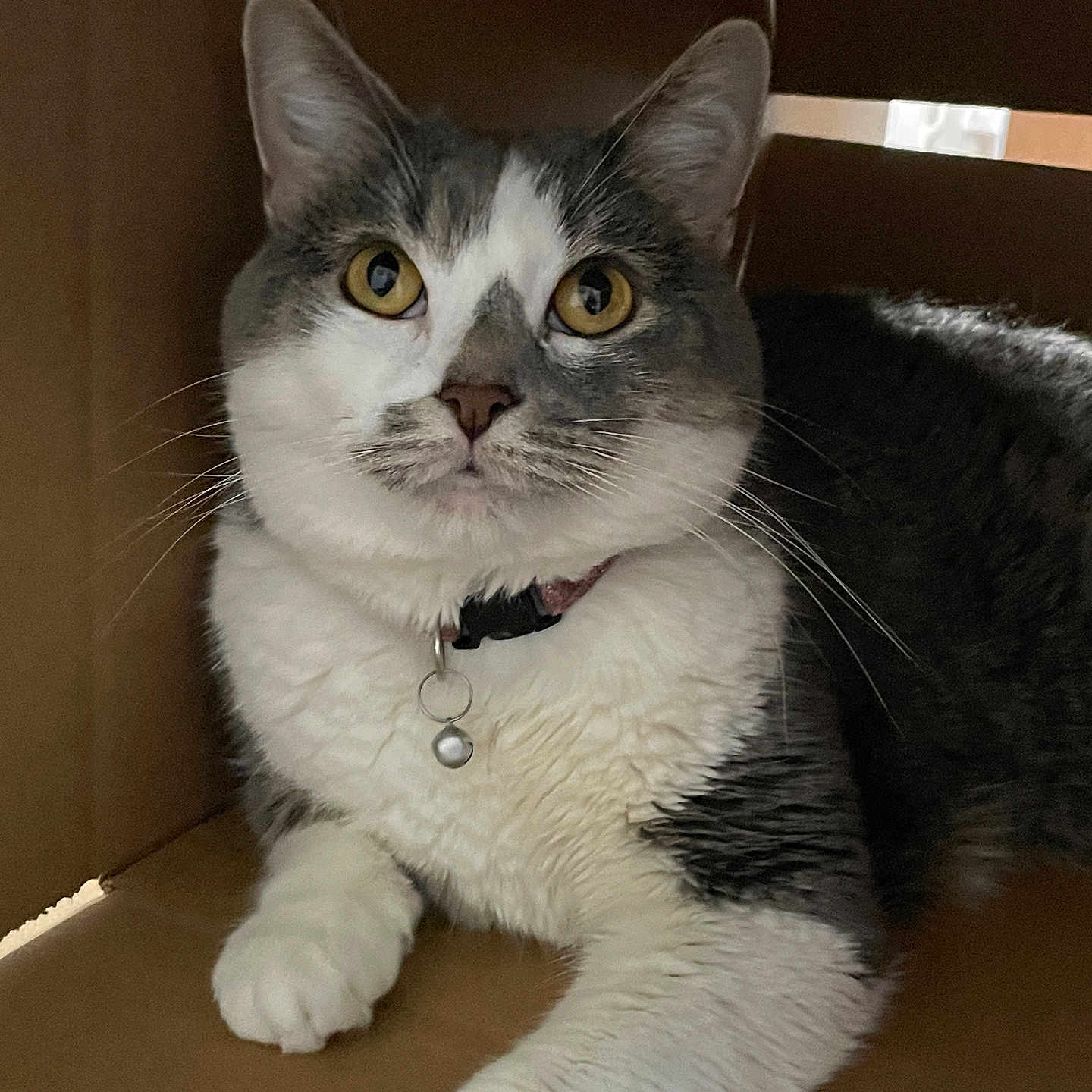 Mist joined the competition — help win amazing prizes! animal, bell, box, cat, closeup, collar, cozy, curious, cute, domestic_cat, feline, fur, indoor, pet, portrait, resting, tabby, whiskers, white_paws, yellow_eyes