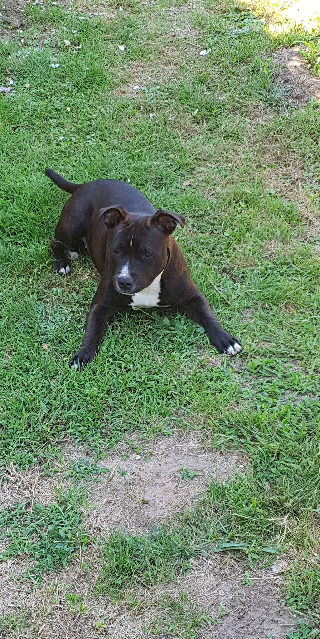 Skye a rejoint le concours — aidez-le/la à gagner de superbes lots ! borador, boston_terrier, canidae, carnivore, collar, companion_dog, dog, dog_breed, dog_collar, fawn, grass, grassland, groundcover, liver, non_sporting_group, plant, sporting_group, tail, terrestrial_animal, working_animal