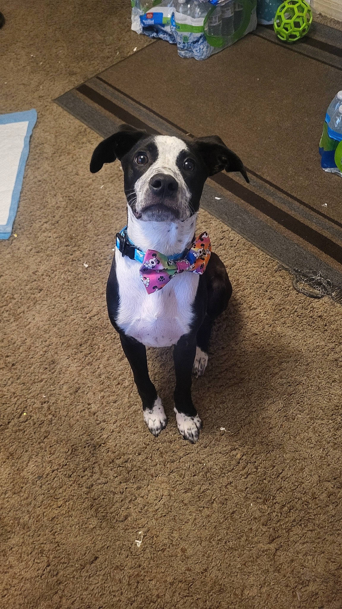 Ralphie is registered to the contest to win money with this photo: bottle, carnivore, collar, companion_dog, dog, dog_breed, dog_clothes, dog_collar, dog_supply, dog_walking, eyewear, fashion_accessory, fawn, leash, personal_protective_equipment, pet_supply, snout, sporting_group, water_bottle, working_animal